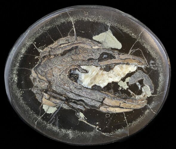 Polished Fish Coprolite (Fossil Poo) - Scotland #44682